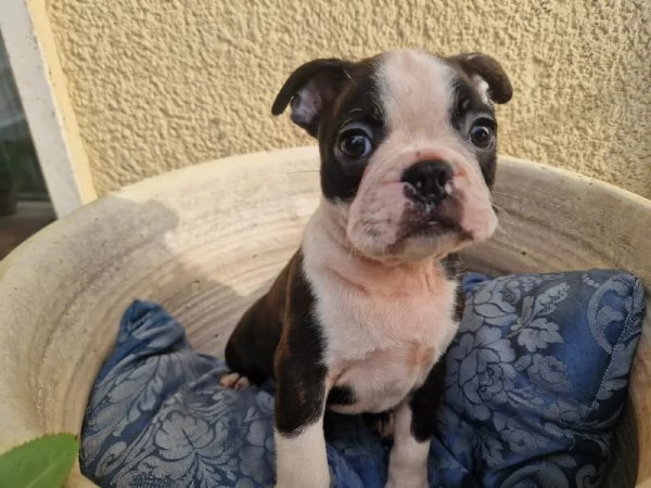 Vendesi 2 bellissimi cuccioli di boston terrier | Foto 0