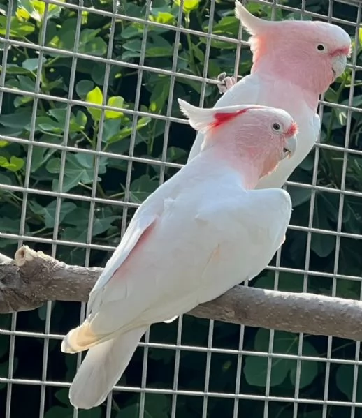 Cacatua roseicapilla | Foto 1