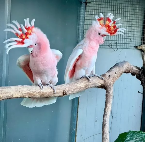 Cacatua roseicapilla