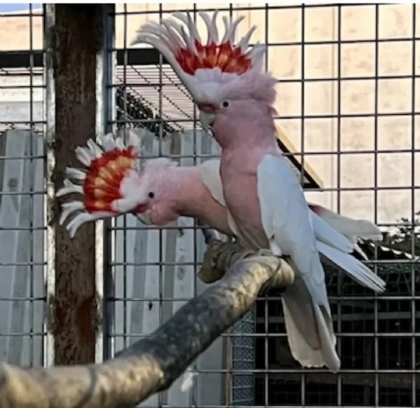 Cacatua roseicapilla | Foto 0