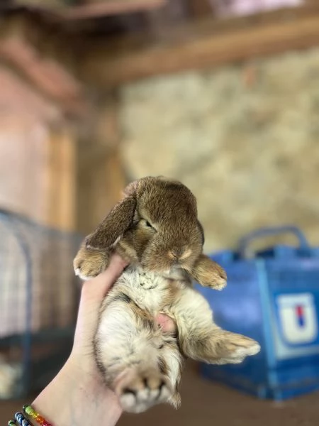 coniglietti ariete | Foto 1