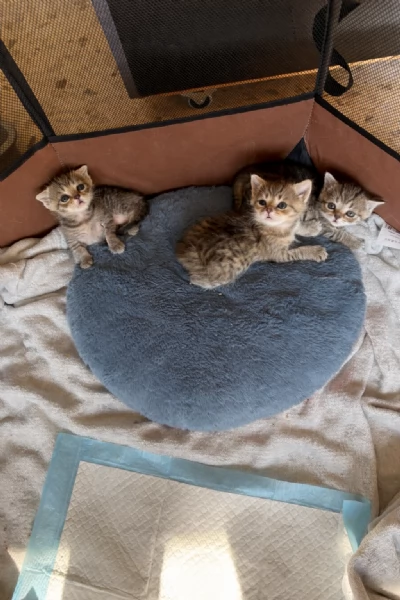 Gatti Scottish fold e straight | Foto 2