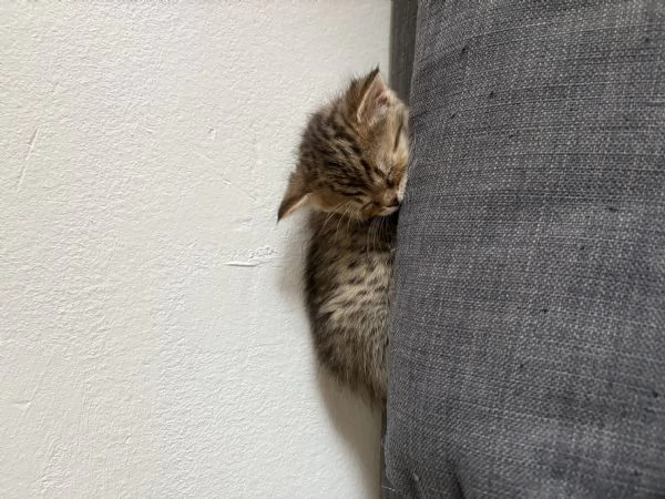 Gatti Scottish fold e straight | Foto 1