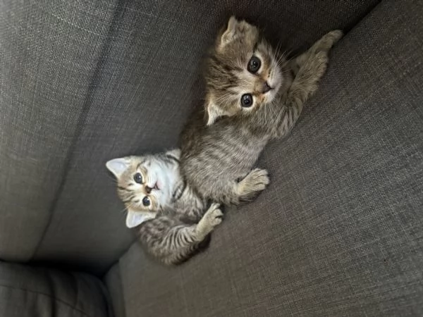 Gatti Scottish fold e straight | Foto 0