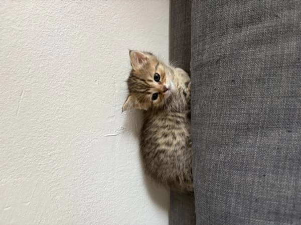 Gatti Scottish fold e straight