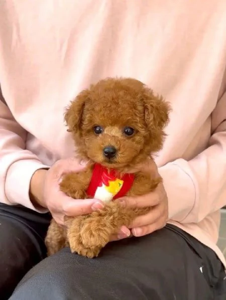 CUCCIOLI DI BARBONCINI TOY