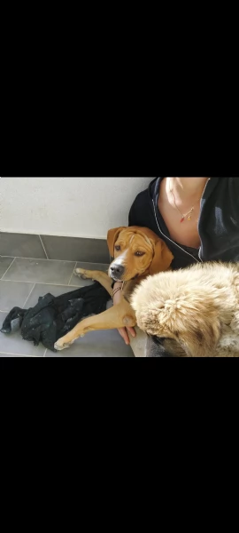 Mambo cerca casa | Foto 5