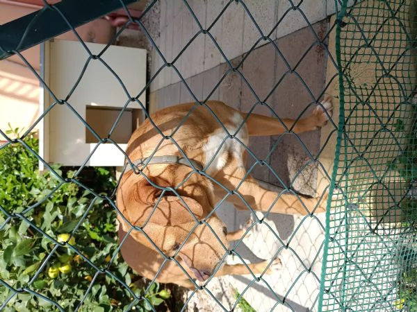 Mambo cerca casa | Foto 4