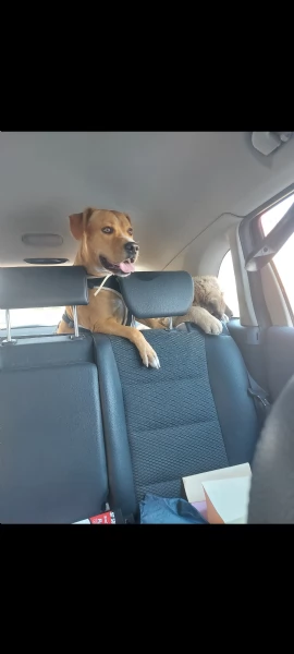 Mambo cerca casa | Foto 2