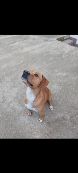 Mambo cerca casa | Foto 0