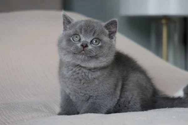 British Shorthair maschio e femmina