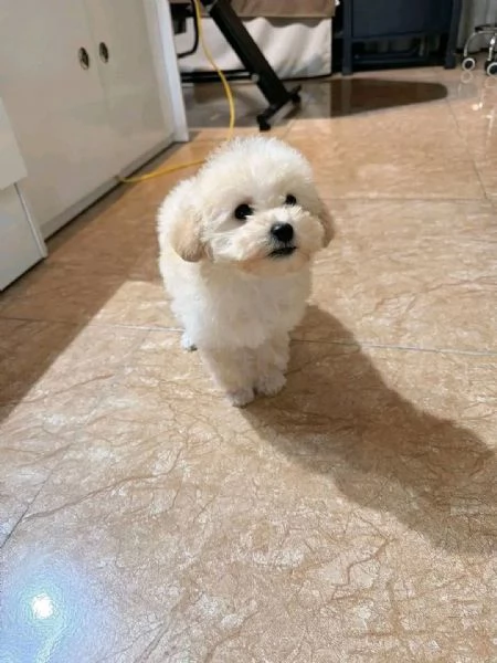 Barboncini  barboncini toy | Foto 0