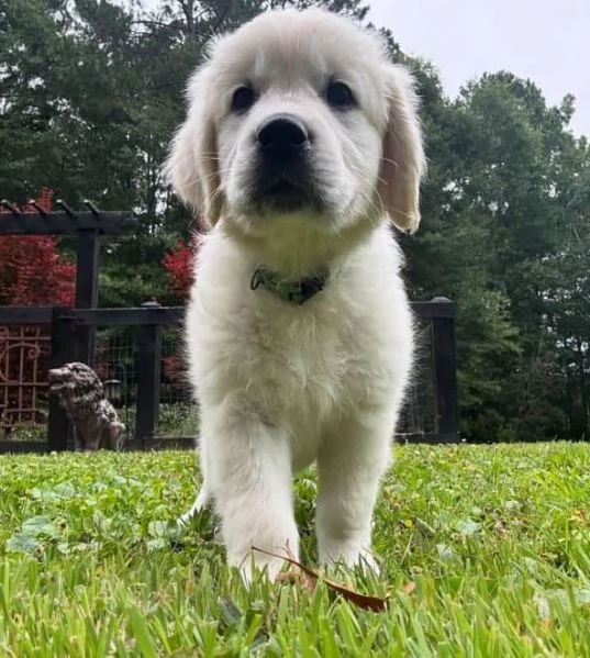 Due cuccioli maschietti di Golden retriever | Foto 0