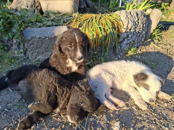 Regalo cuccioli di circa 2 mesi | Foto 5