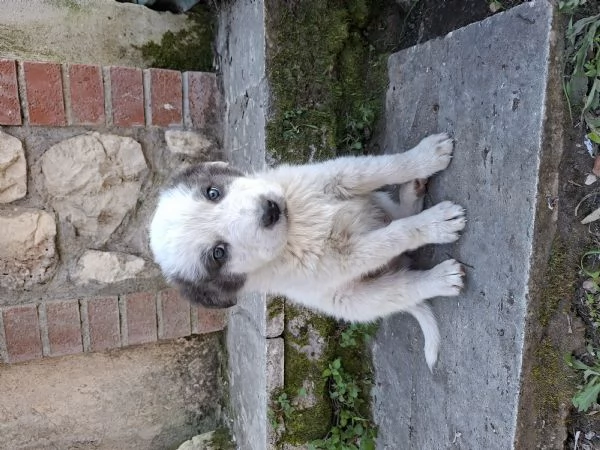 Regalo cuccioli di circa 2 mesi | Foto 4