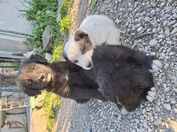 Regalo cuccioli di circa 2 mesi | Foto 3