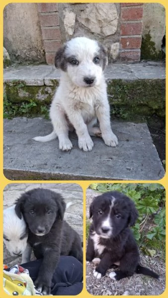 Regalo cuccioli di circa 2 mesi