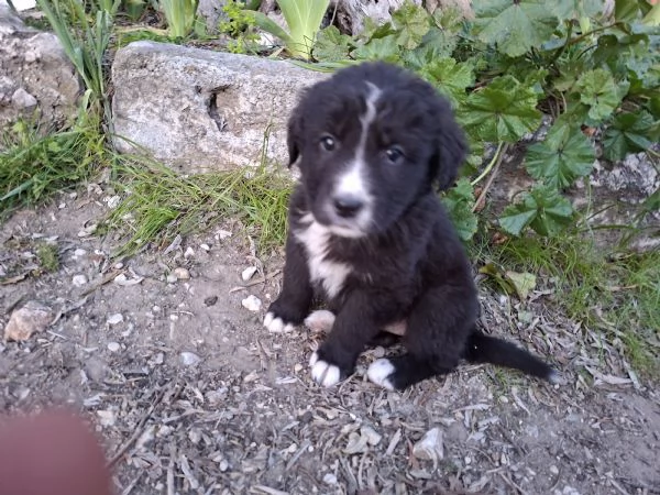 Regalo cuccioli di circa 2 mesi | Foto 2