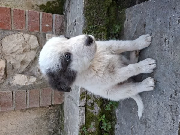 Regalo cuccioli di circa 2 mesi | Foto 1