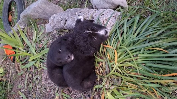 Regalo cuccioli di circa 2 mesi | Foto 0