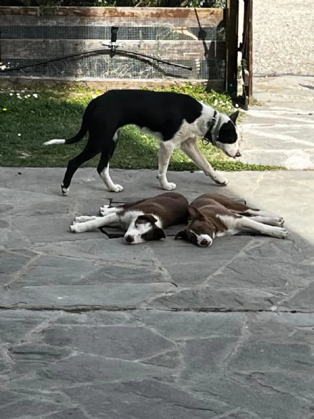 disponibile cucciolo di border collie a pelo corto | Foto 5