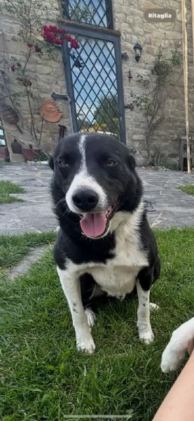 disponibile cucciolo di border collie a pelo corto | Foto 4