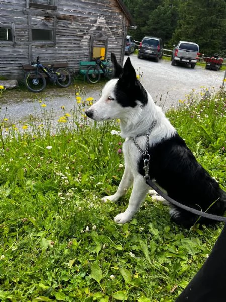 disponibile cucciolo di border collie a pelo corto | Foto 3