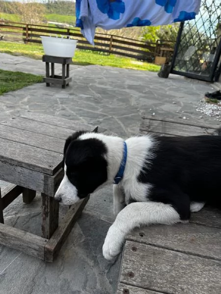 disponibile cucciolo di border collie a pelo corto | Foto 2