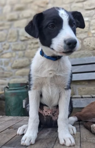 disponibile cucciolo di border collie a pelo corto