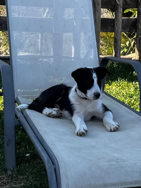 disponibile cucciolo di border collie a pelo corto | Foto 0