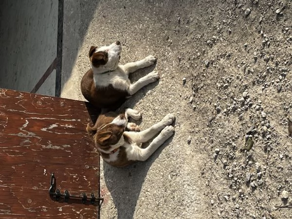 Cucciola border collie pelo corto  | Foto 6