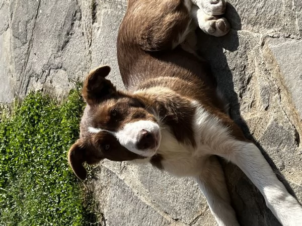 Cucciola border collie pelo corto  | Foto 5