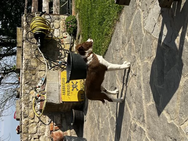 Cucciola border collie pelo corto  | Foto 4
