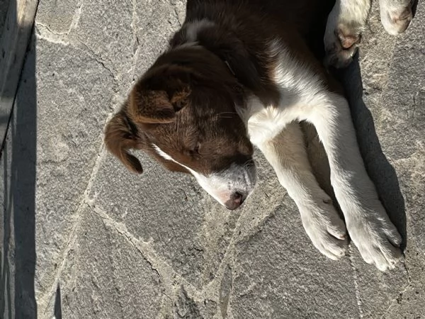 Cucciola border collie pelo corto  | Foto 3