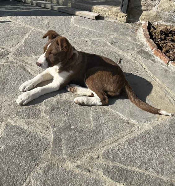 Cucciola border collie pelo corto 