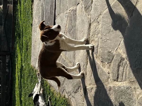 Cucciola border collie pelo corto  | Foto 1