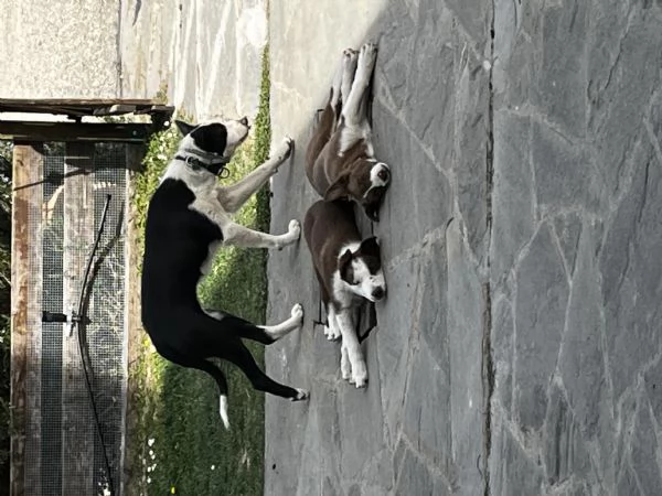 Cucciola border collie pelo corto  | Foto 0