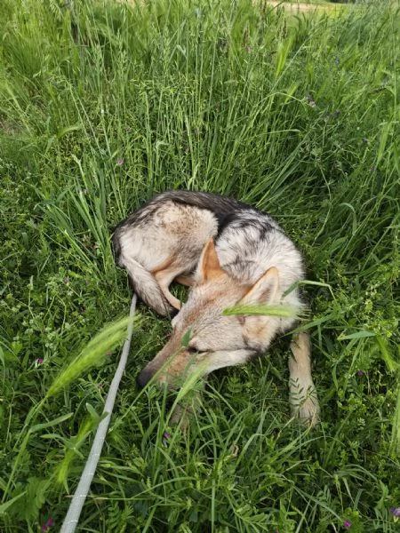 Cane cucciolo lupo Cecoslovacco  | Foto 0