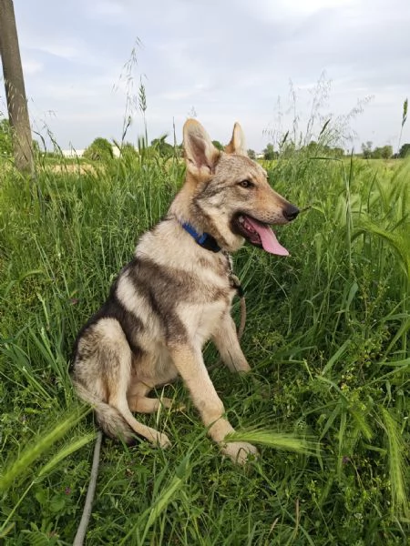 Cane lupo Cecoslovacco 