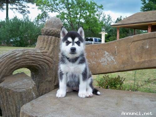 CUCCIOLI DI SIBERIAN HUSKY