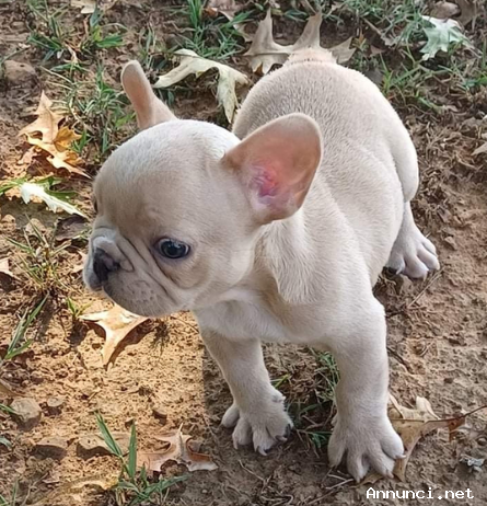 Bellissimo cuccioli di bouledogue francese