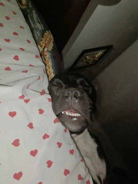 Due pitbull  | Foto 0