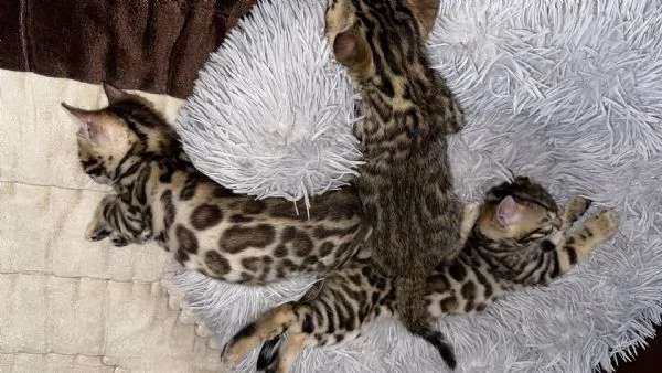 Cucciolo bengala  | Foto 1