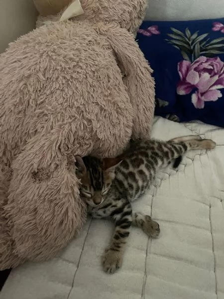 Cucciolo bengala  | Foto 0