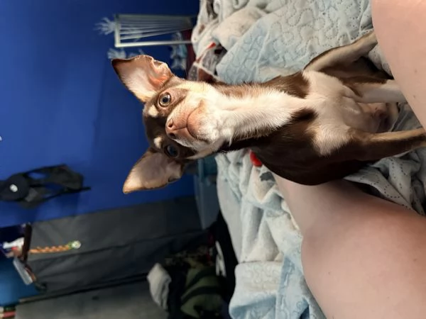 Chihuahua maschio | Foto 1