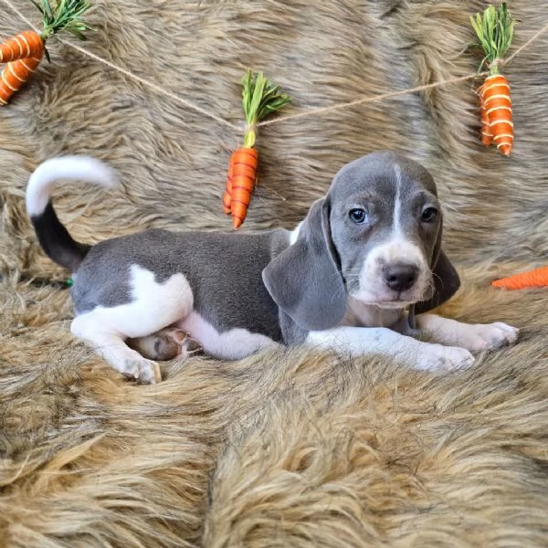 Regalo cuccioli di Beagle   cuccioli di Beagle  ancora disponibili un maschio e una femmina  I cuc