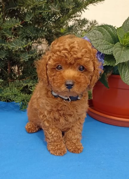 Cuccioli di Barboncini toy