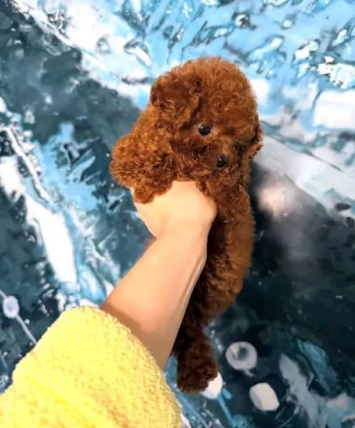 Cuccioli di Barboncino Toy