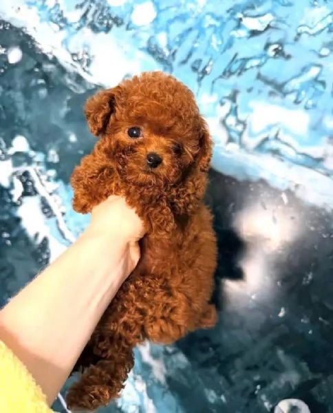 Cuccioli di Barboncino Toy | Foto 0