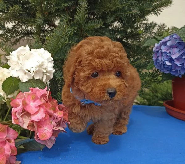 Due cuccioli di Barboncina toy  | Foto 0